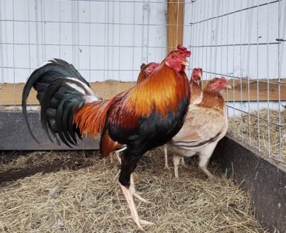 Buy Cardinal Kelso Gamefowl