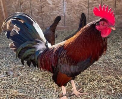 Buy Claret Fighting Rooster