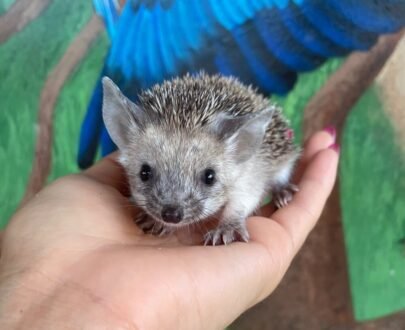 FEMALE HEDGEHOG FOR SALE