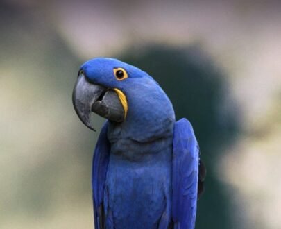 Hyacinth Macaw For Sale