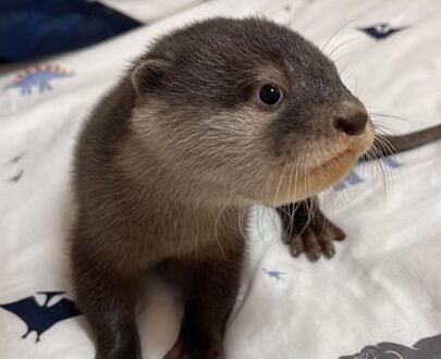 Baby otters for sale