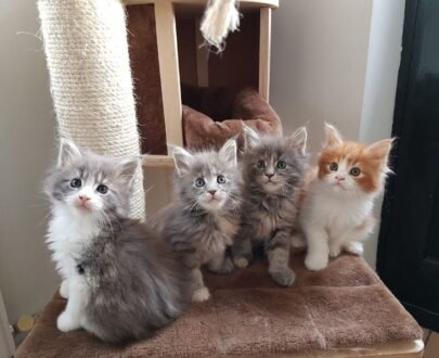 Maine Coon cat for sale