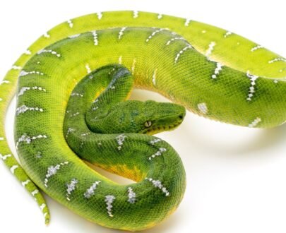 High White Emerald Tree Boa