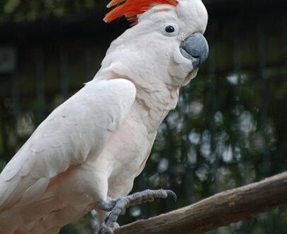 Moluccan cockatoo For Sale