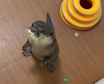 Asian small clawed otter for sale