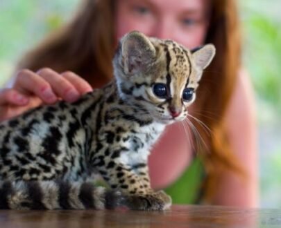 Ocelot Cubs for sale