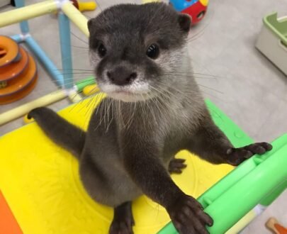 Female otter for sale