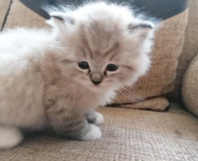 Ragamuffin cat for sale