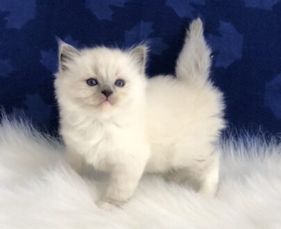 Ragdoll Cat for sale