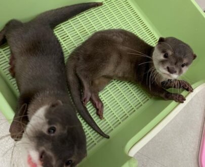 Male and Female Otter for sale