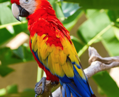 Scarlet Macaw For Sale