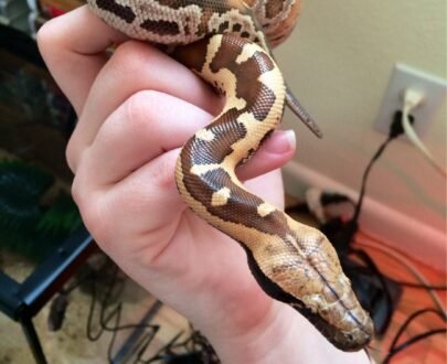 Baby Sumatran Short Tail Python