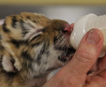 Siberian Tiger Cubs For Sale