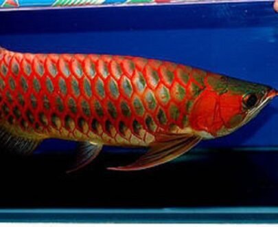 Buy Blood Red Arowana