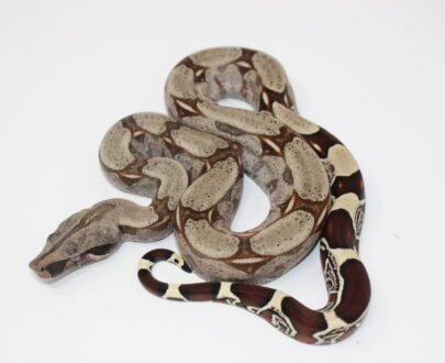 Baby Suriname Redtail Boa