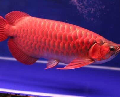 Buy Super Red Arowana