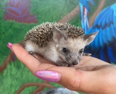 FEMALE HEDGEHOG FOR SALE