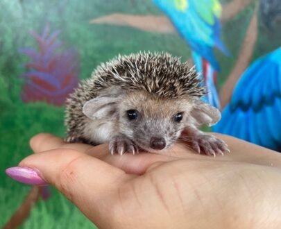 FEMALE HEDGEHOG FOR SALE