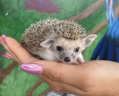 MALE HEDGEHOG FOR SALE 