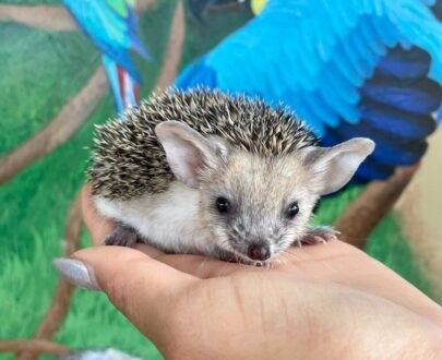 MALE HEDGEHOG FOR SALE 