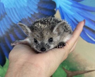 MALE HEDGEHOG FOR SALE 