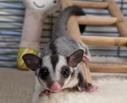 FEMALE SUGAR GLIDER FOR SALE 