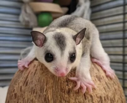 FEMALE SUGAR GLIDER FOR SALE 