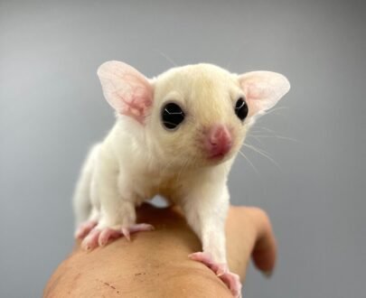 FEMALE SUGAR GLIDER FOR SALE 