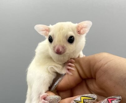 MALE SUGAR GLIDER FOR SALE 