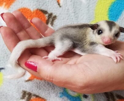 MALE SUGAR GLIDER FOR SALE 