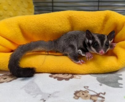 MALE SUGAR GLIDER FOR SALE 