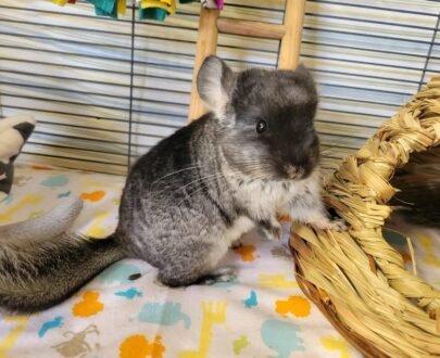 FEMALE CHINCHILLAS FOR SALE 