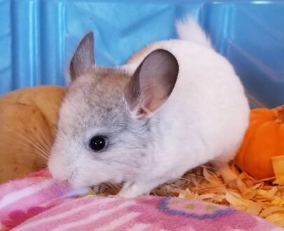 FEMALE CHINCHILLAS FOR SALE