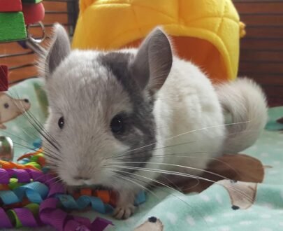 FEMALE CHINCHILLAS FOR SALE