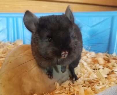 MALE CHINCHILLAS FOR SALE