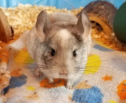 MALE CHINCHILLAS FOR SALE