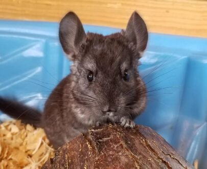 MALE CHINCHILLAS FOR SALE