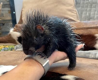 MALE PORCUPINES FOR SALE