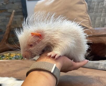 FEMALE PORCUPINES FOR SALE