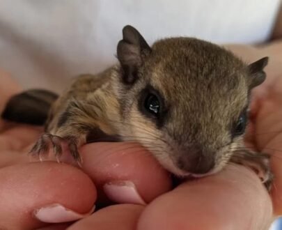 FEMALE FLYING SQUIRRELS FOR SALE