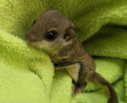 MALE FLYING SQUIRRELS FOR SALE