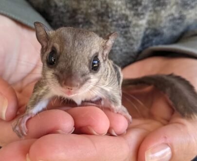 FEMALE FLYING SQUIRRELS FOR SALE