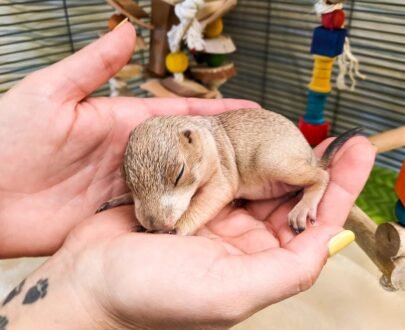 FEMALE PRAIRIE DOG FOR SALE