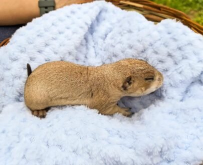 MALE PRAIRIE DOG FOR SALE