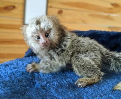 FEMALE MARMOSET FOR SALE