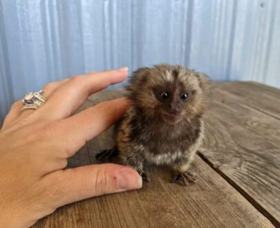 FEMALE MARMOSET FOR SALE