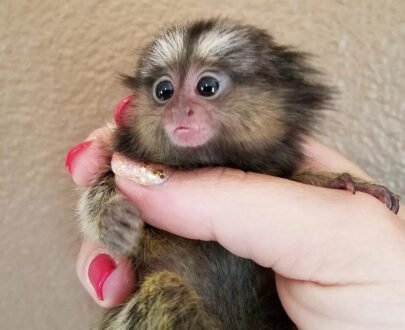 FEMALE MARMOSET FOR SALE