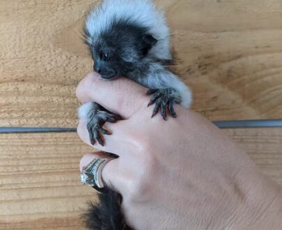 MALE MARMOSET FOR SALE