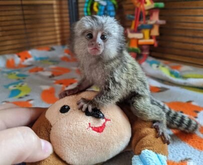 MALE MARMOSET FOR SALE