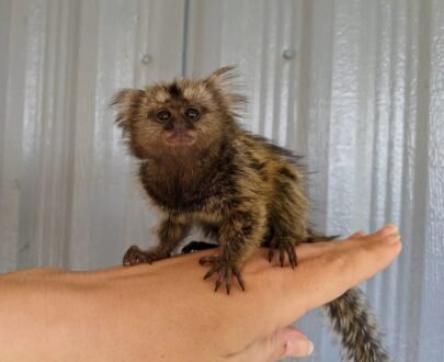 MALE MARMOSET FOR SALE